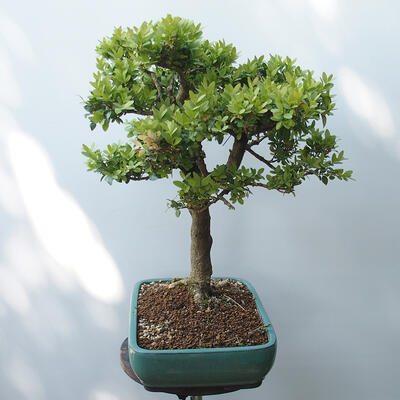 Vonkajšie bonsai - Buxus - 2