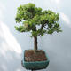 Vonkajšie bonsai - Buxus - 2/5