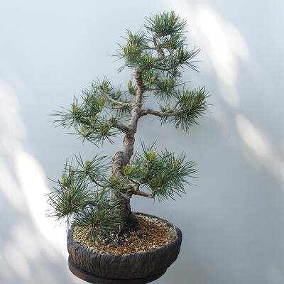 Vonkajšie bonsai - Pinus sylvestris Watereri - Borovica lesná - 2