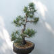 Vonkajšie bonsai - Pinus sylvestris Watereri - Borovica lesná - 2/5