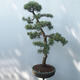 Vonkajšie bonsai - Pinus sylvestris Watereri - Borovica lesná - 2/4