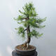 Vonkajšie bonsai - Larix decidua - Smrekovec opadavý - 2/5