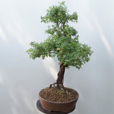 Vonkajšie bonsai - Nátržník krovitá - potentila fruticosa žltá - 2