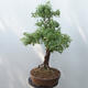 Vonkajšie bonsai - Nátržník krovitá - potentila fruticosa žltá - 2/5