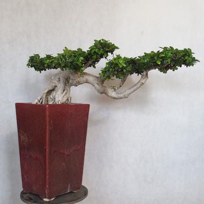 Servis bonsai - Ficus nitida - malolistá fikus - 2