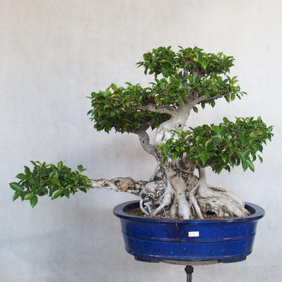 Servis bonsai - Ficus kimmen - malolistá fikus - 2