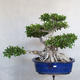 Servis bonsai - Ficus kimmen - malolistá fikus - 2/5