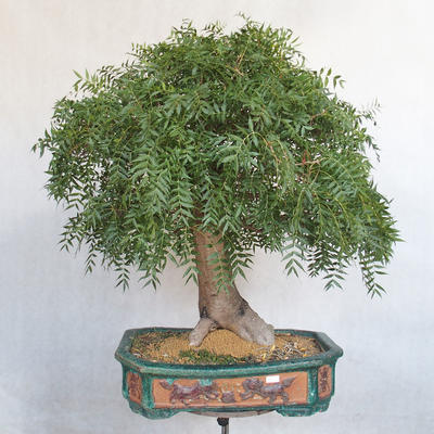Izbová bonsai- Pistácie - 2
