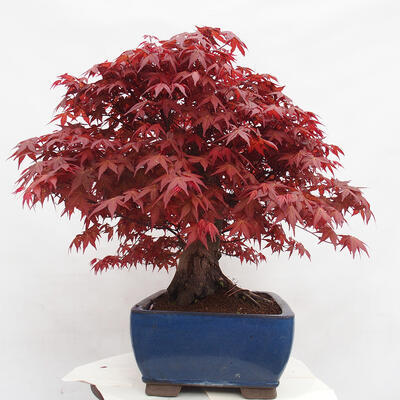 Vonkajší bonsai - Javor palmatum DESHOJO - Javor dlanitolistý - 2