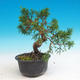 Vonkajšie bonsai - Juniperus chinensis Itoigava-Jalovec čínsky - 2/3