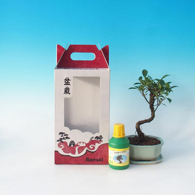 Izbová bonsai v darčekovej krabičke, Ficus retusa - Fikus malolistá - 2