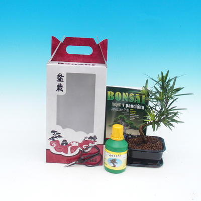 Izbová bonsai v darčekovej krabičke, Podocarpus - Kamenný tis - 2
