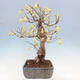 Vonkajší bonsai - Lieskovec - Corylopsis Spicata - 2/7