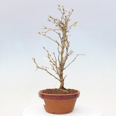 Vonkajší bonsai - Prunus incisa Kojou-no mai-Višňa vyrezaná - 2