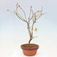 Vonkajší bonsai - Prunus incisa Kojou-no mai-Višňa vyrezaná - 2/6