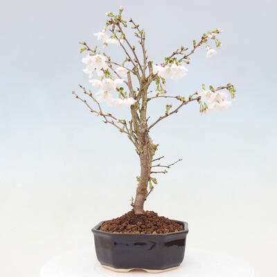 Vonkajší bonsai - Prunus incisa Kojou-no mai-Višňa vyrezaná - 2