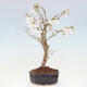 Vonkajší bonsai - Prunus incisa Kojou-no mai-Višňa vyrezaná - 2/6