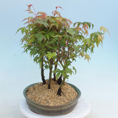 Acer palmatum - Javor dlaňolistý - lesík - 2