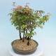 Acer palmatum - Javor dlaňolistý - lesík - 2/4