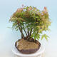 Acer palmatum - Javor dlaňolistý - lesík - 2/4
