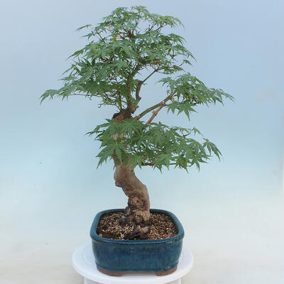 Acer palmatum - Javor dlaňolistý - 2