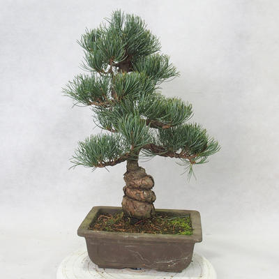 Vonkajšie bonsai - Pinus parviflora - Borovica drobnokvetá - 2