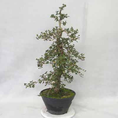 Vonkajšie bonsai - Hloh ružové kvety - Crataegus laevigata paul's Scarlet - 2
