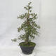 Vonkajšie bonsai - Hloh ružové kvety - Crataegus laevigata paul's Scarlet - 2/7