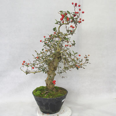Vonkajšie bonsai - Hloh biele kvety - Crataegus laevigata - 2