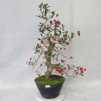 Vonkajšie bonsai - Hloh biele kvety - Crataegus laevigata - 2