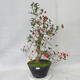 Vonkajšie bonsai - Hloh biele kvety - Crataegus laevigata - 2/6
