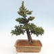 Vonkajšie bonsai - Taxus Bacatá - Tis červený - 2/5
