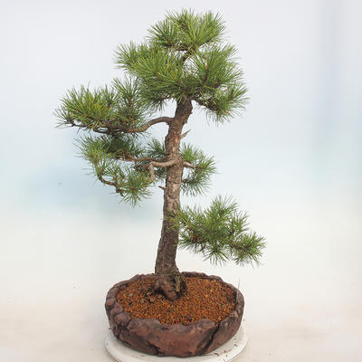Vonkajšie bonsai - Pinus sylvestris - Borovica lesná - 2