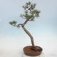 Vonkajšie bonsai - Pinus sylvestris - Borovica lesná - 2/5