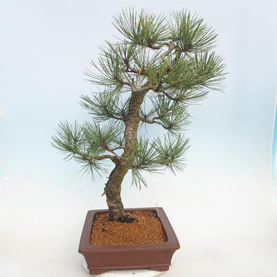 Vonkajšie bonsai - Pinus Nigra - Borovica čierna - 2