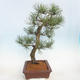 Vonkajšie bonsai - Pinus Nigra - Borovica čierna - 2/5