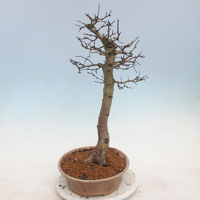 Vonkajšie bonsai - Hloh jednosemený - 2