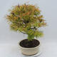 Vonkajšie bonsai - Pseudolarix amabilis - Pamodřín - 2/5