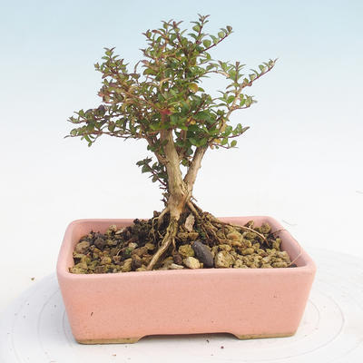 Vonkajšia bonsai-Lonicera nitida -Zimolez - 2