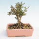Vonkajšia bonsai-Lonicera nitida -Zimolez - 2/4