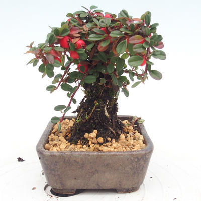 Vonkajšia bonsai-Cotoneaster - Skalník - 2