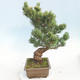 Vonkajšie bonsai - Pinus parviflora - Borovica drobnokvetá - 2/5
