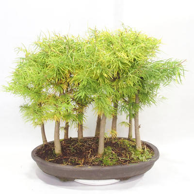 Vonkajšie bonsai - Pseudolarix amabilis - Pamodřín - lesík 9 stromov - 2