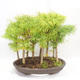 Vonkajšie bonsai - Pseudolarix amabilis - Pamodřín - lesík 9 stromov - 2/5