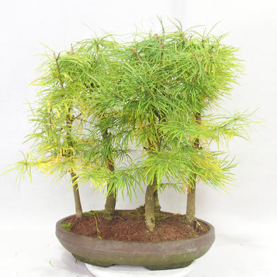Vonkajšie bonsai - Pseudolarix amabilis - Pamodřín - lesík 5 stromov - 2