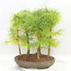 Vonkajšie bonsai - Pseudolarix amabilis - Pamodřín - lesík 5 stromov - 2/5