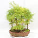 Vonkajšie bonsai - Pseudolarix amabilis - Pamodřín - lesík 5 stromov - 2/5