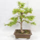 Vonkajšie bonsai - Pseudolarix amabilis - Pamodřín - 2/6