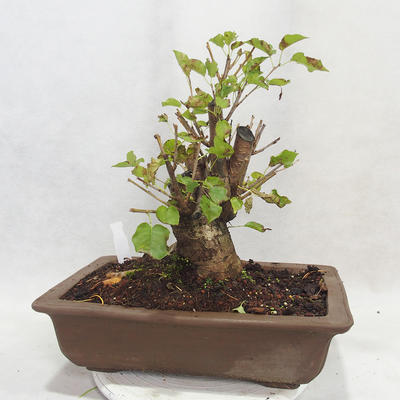 Vonkajšie bonsai -Mahalebka - Prunus mahaleb - 2