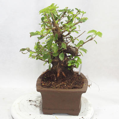 Vonkajšie bonsai -Mahalebka - Prunus mahaleb - 2